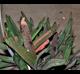 Gasteria  baylissiana